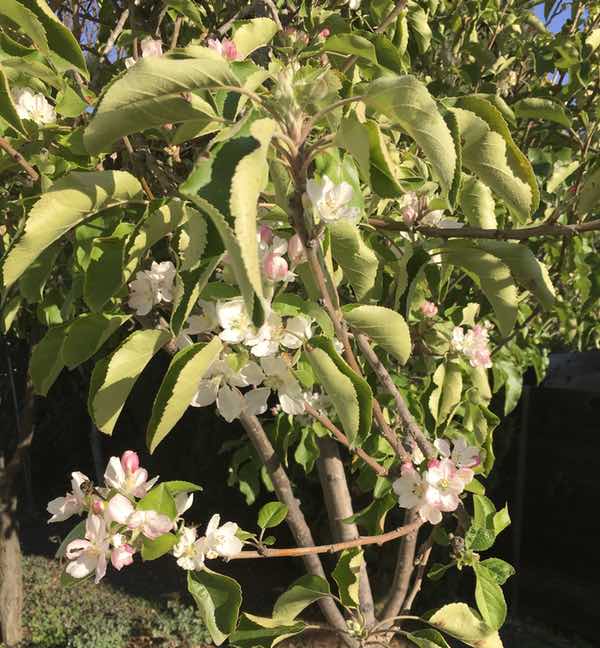 Apple Tree