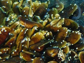$image1