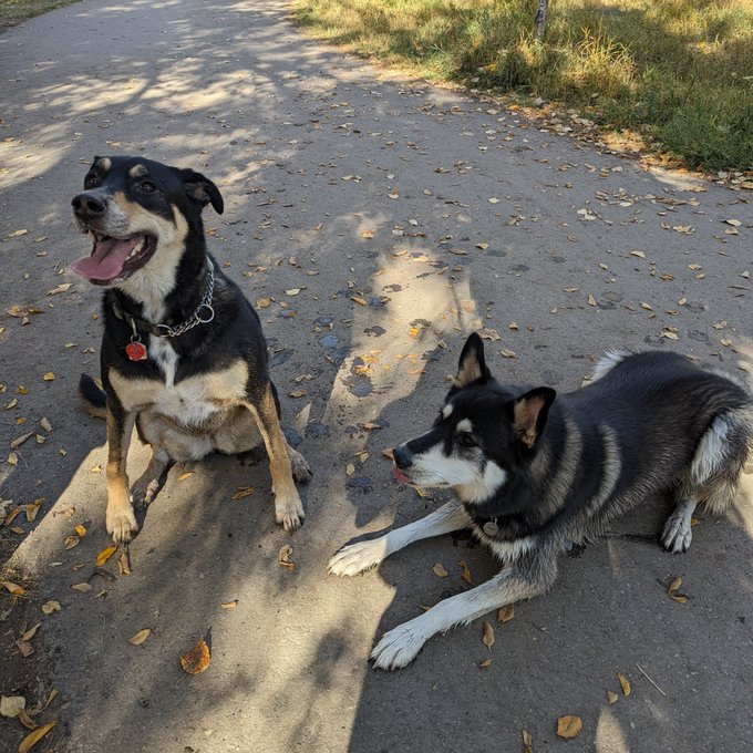 Three Dogs